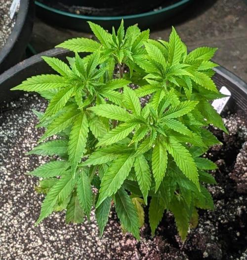 Amnesia Gas. Week 7