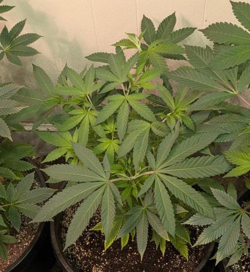 Banana Fumes. Week 7