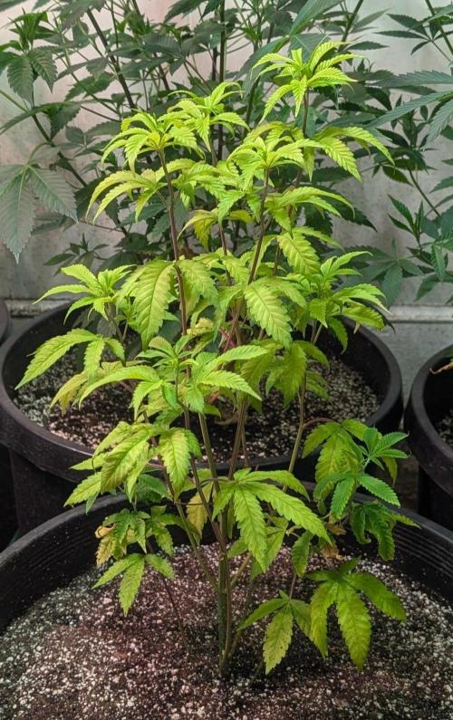 Papaya Stank. Week 7