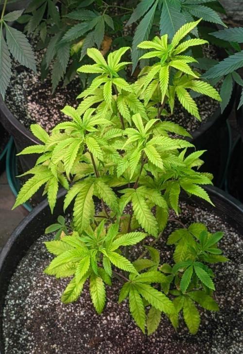 Papaya Stank. Week 7