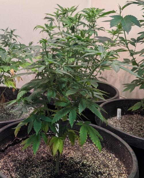 Sticky Broccoli. Week 7
