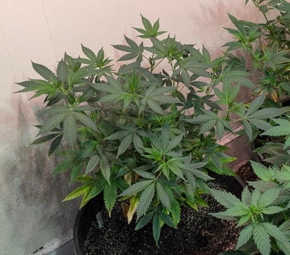 Aura Hash. Week 8