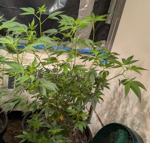 Fat Bastard. Week 8