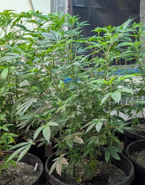 GMO Cookies. Week 8