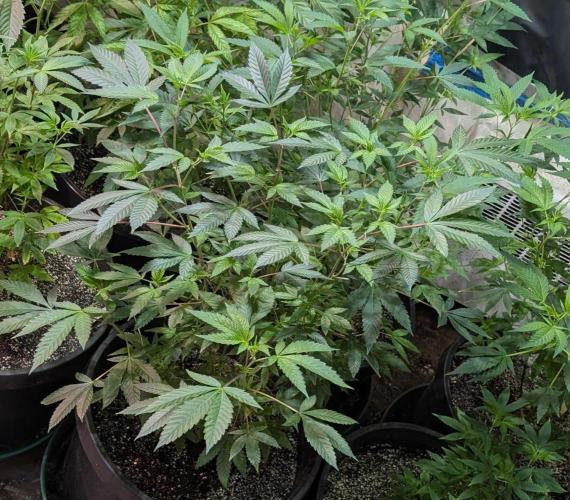 GMO Cookies. Week 8