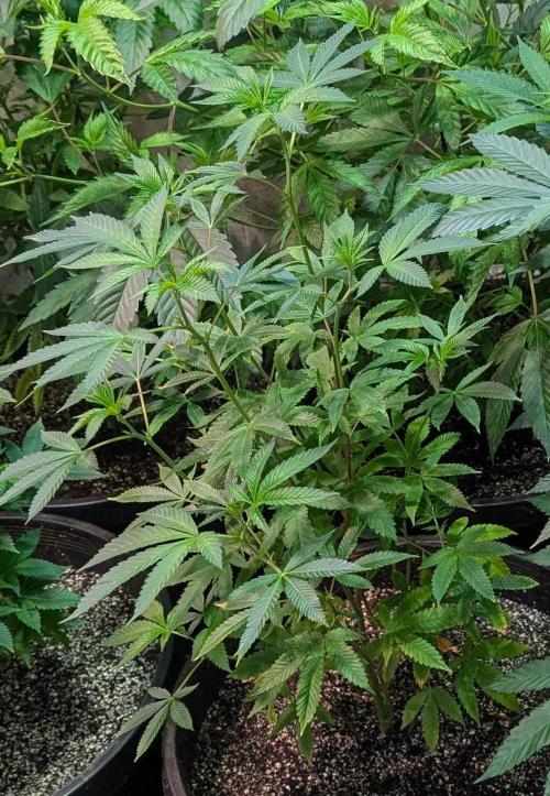 Papaya Stank. Week 8