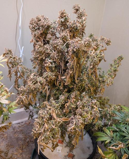 Gushers. Week 28