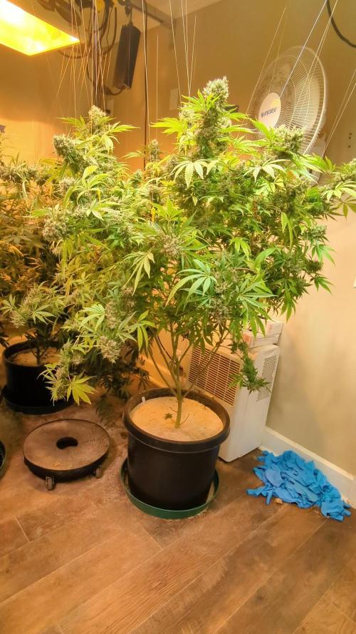 Banana Sherbet 