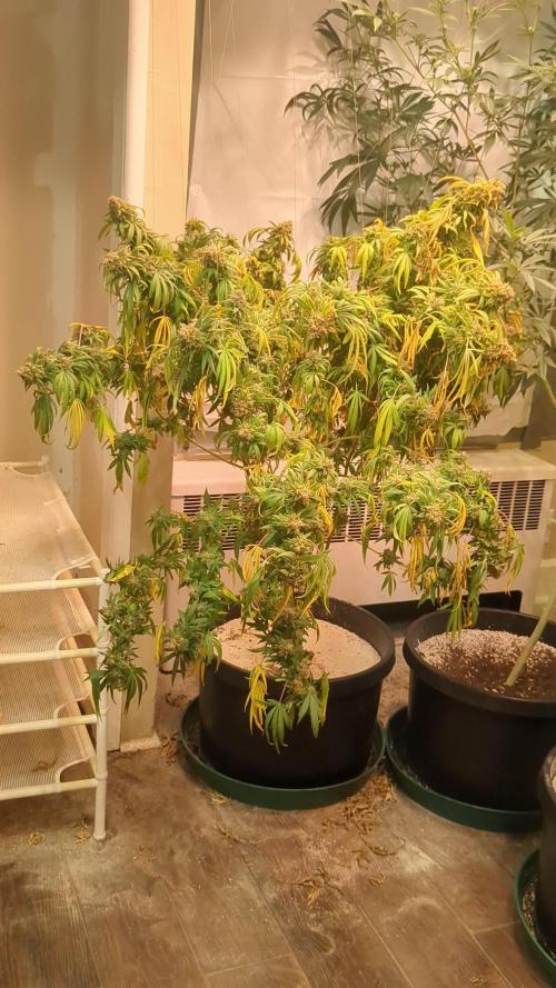Indica Cream 