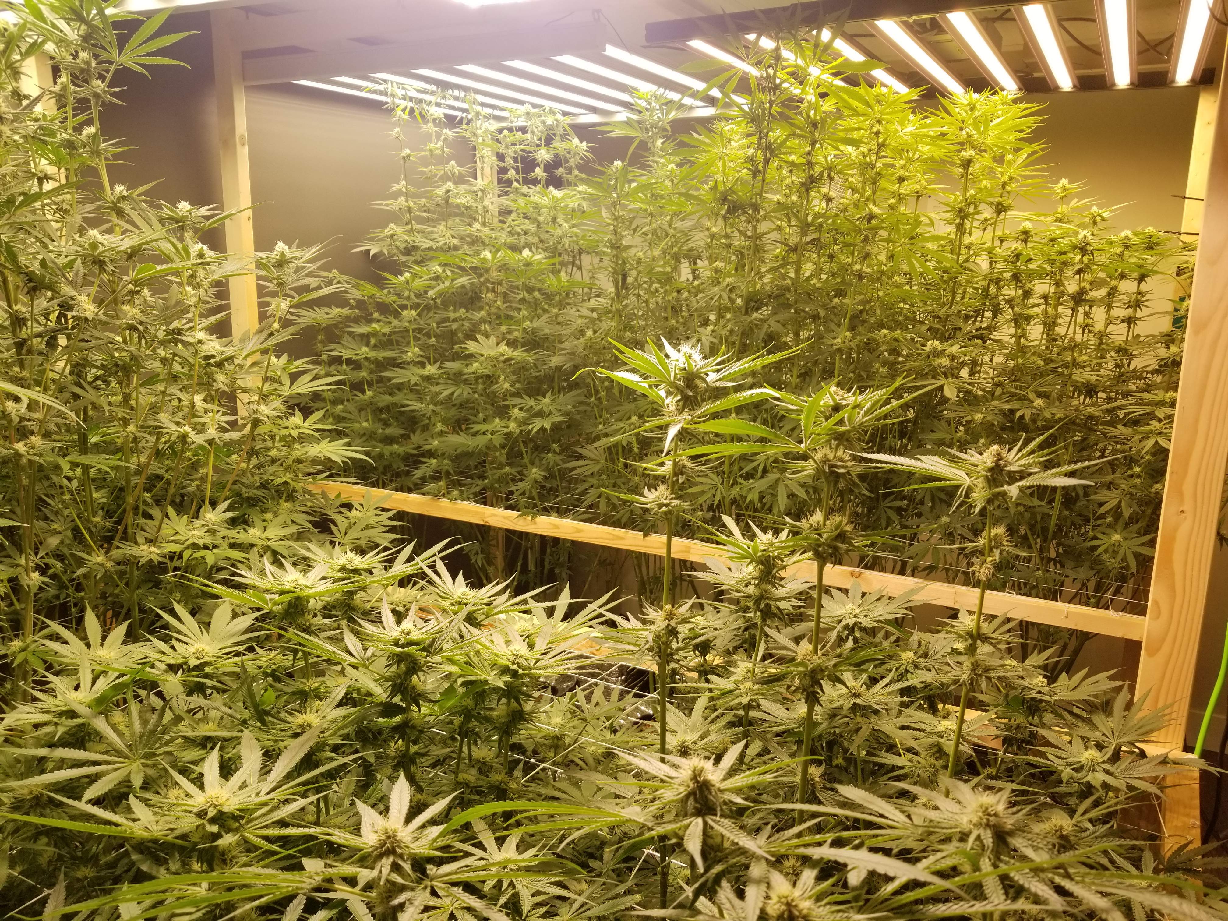 In House Genetics Deluxe Sugar Cane In House Genetics Garlic Storm