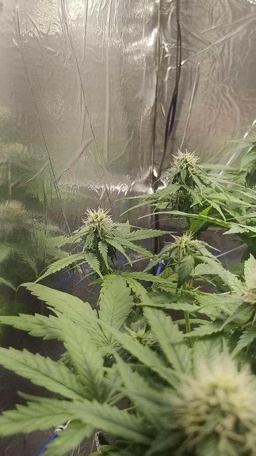 Zkittlez Auto - kannabia