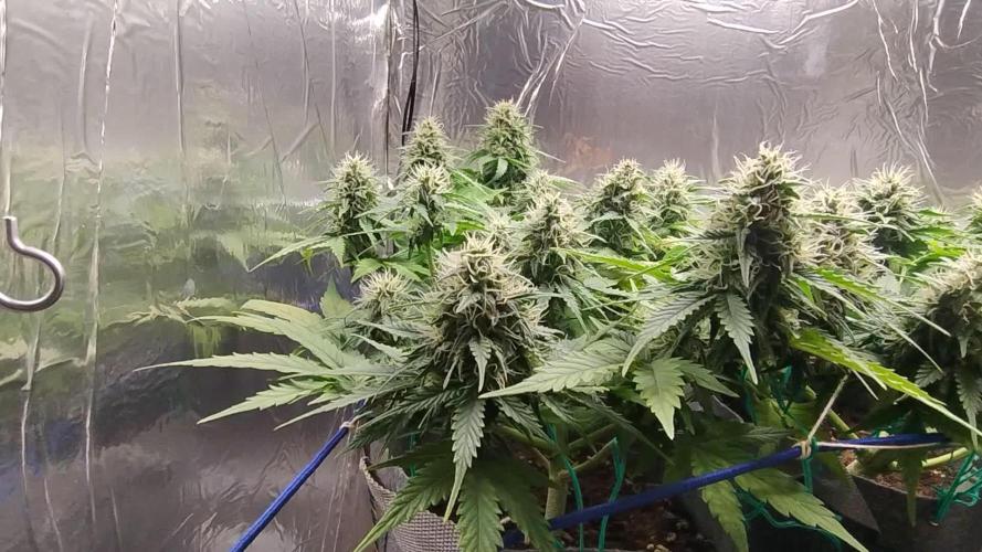 Zkittlez Auto - kannabia