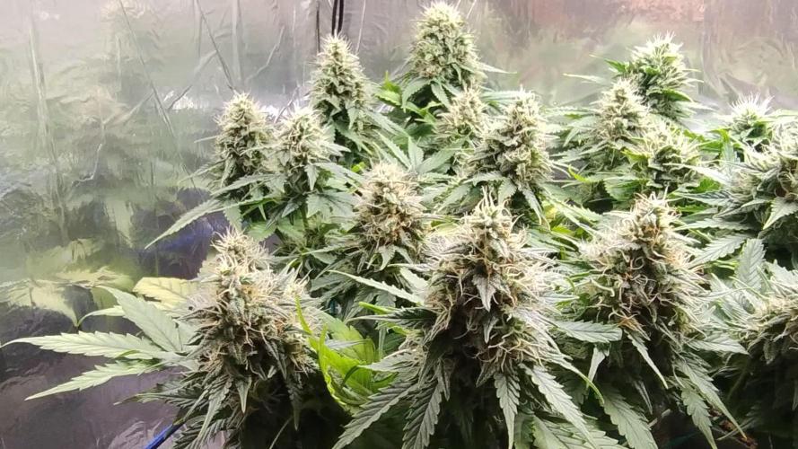 Zkittlez Auto - kannabia