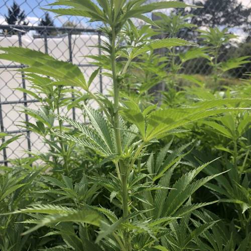 Outdoor 2020. Week 8 - GMO
