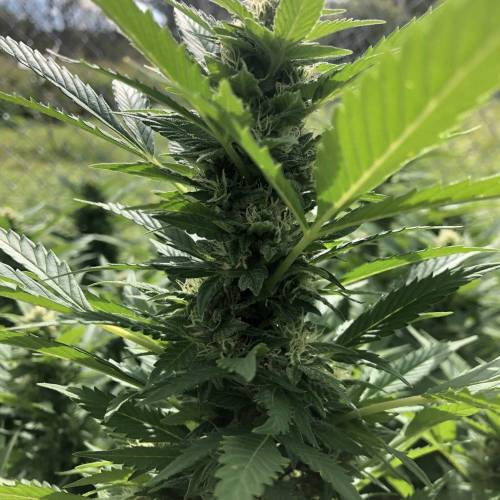 Outdoor 2020. Week 8 - Iranian Diesel