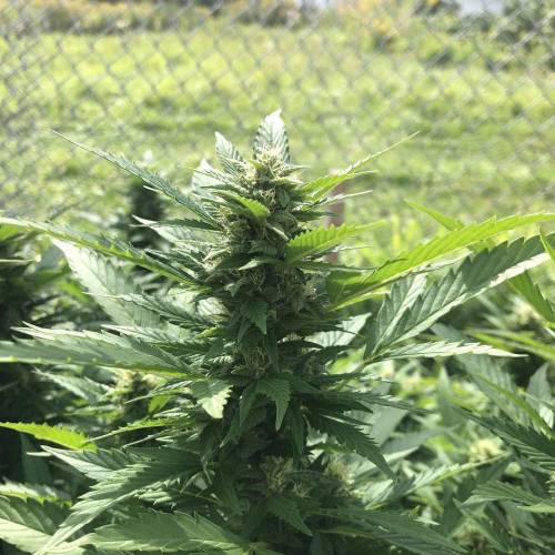 Outdoor 2020. Week 8 - Iranian Diesel