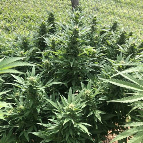 Outdoor 2020. Week 8 - Iranian Diesel