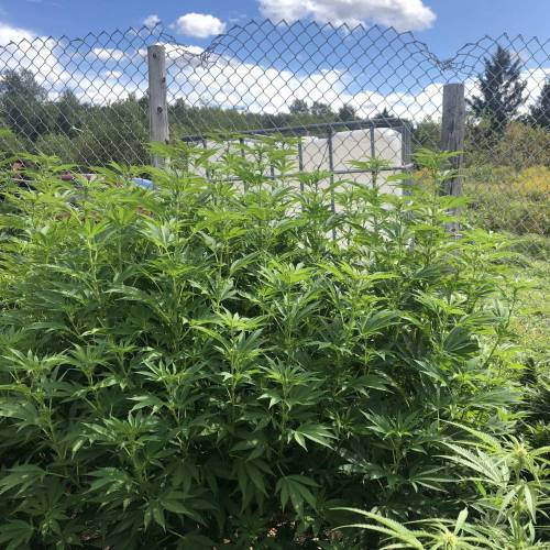 Outdoor 2020. Week 8 - Zkittles