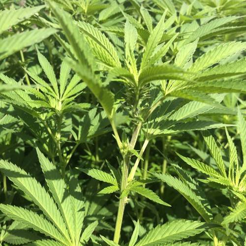 Outdoor 2020. Week 8 - GMO