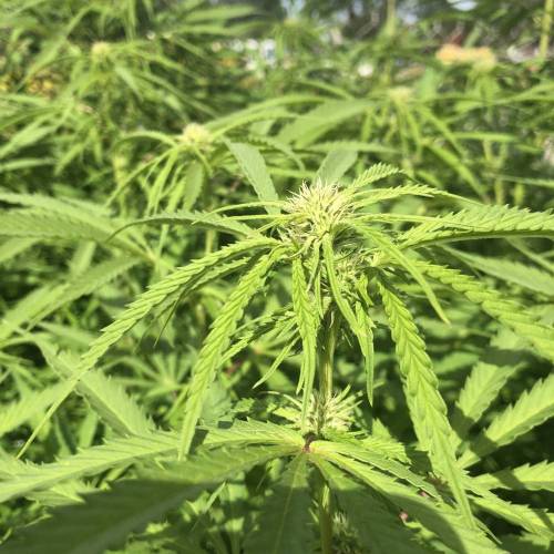 Outdoor 2020. Week 8 - Haze