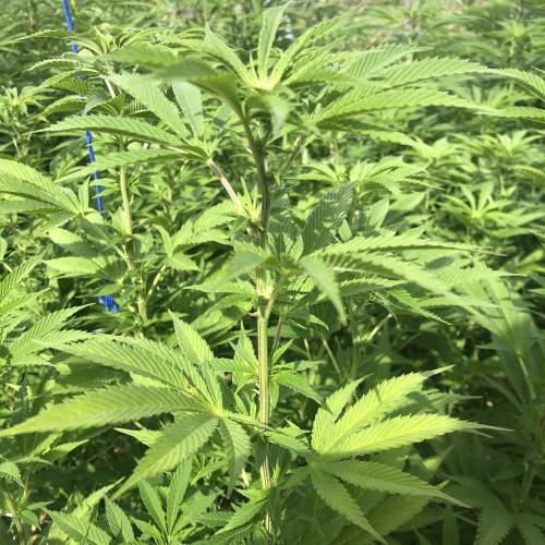 Outdoor 2020. Week 8 - GMO