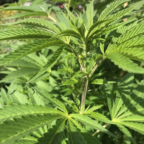 Outdoor 2020. Week 8 - GMO