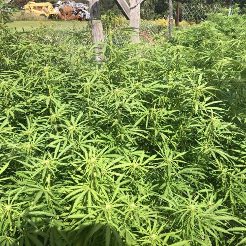 Outdoor 2020. Week 8 - Haze