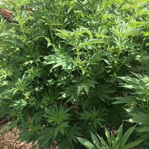 Outdoor 2020. Week 8 - Zkittles