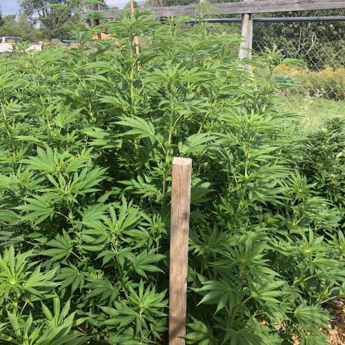 Outdoor 2020. Week 8 - GMO