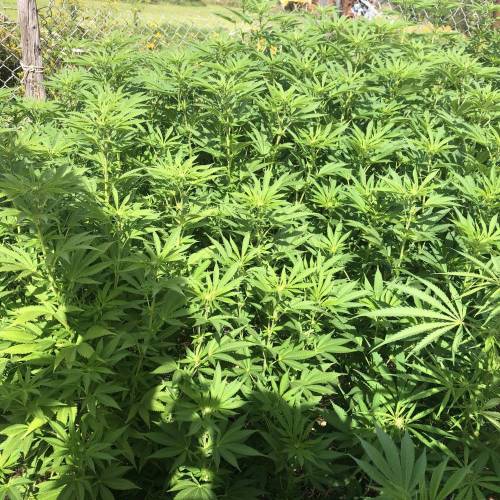 Outdoor 2020. Week 8 - GMO