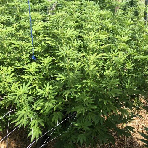 Outdoor 2020. Week 8 - GMO