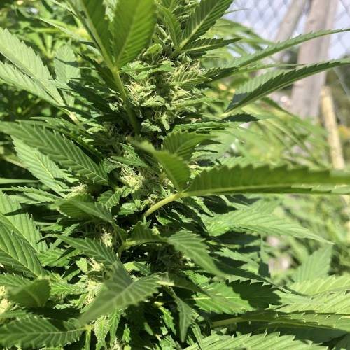 Outdoor 2020. Week 8 - Iranian Diesel