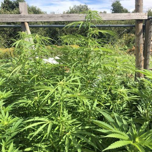 Outdoor 2020. Week 8 - Haze