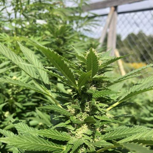 Outdoor 2020. Week 8 - Iranian Diesel