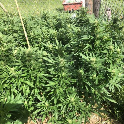 Outdoor 2020. Week 8 - Iranian Diesel