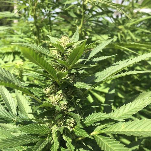 Outdoor 2020. Week 8 - Iranian Diesel