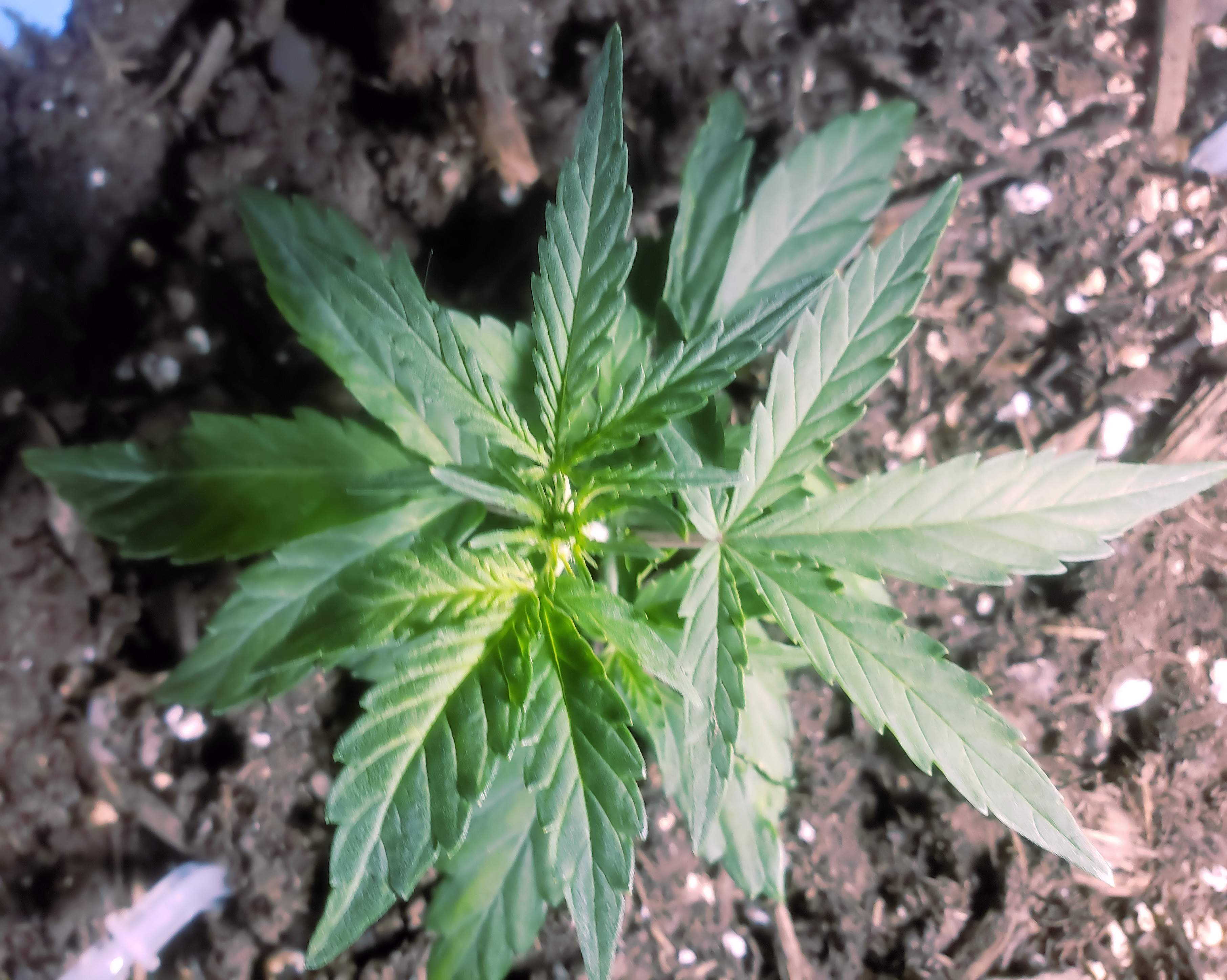 Ilgm Germination Guide - 35skkbb