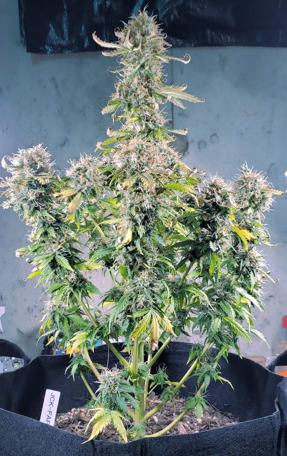 ILGM Jack Herer Autoflower grow diary (journal) harvest12 by Jerry101