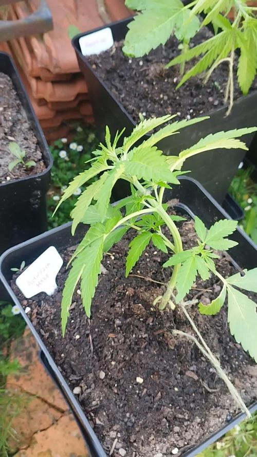 [OUT][AUTO] 2Fast 4buds x Seedsman #1
