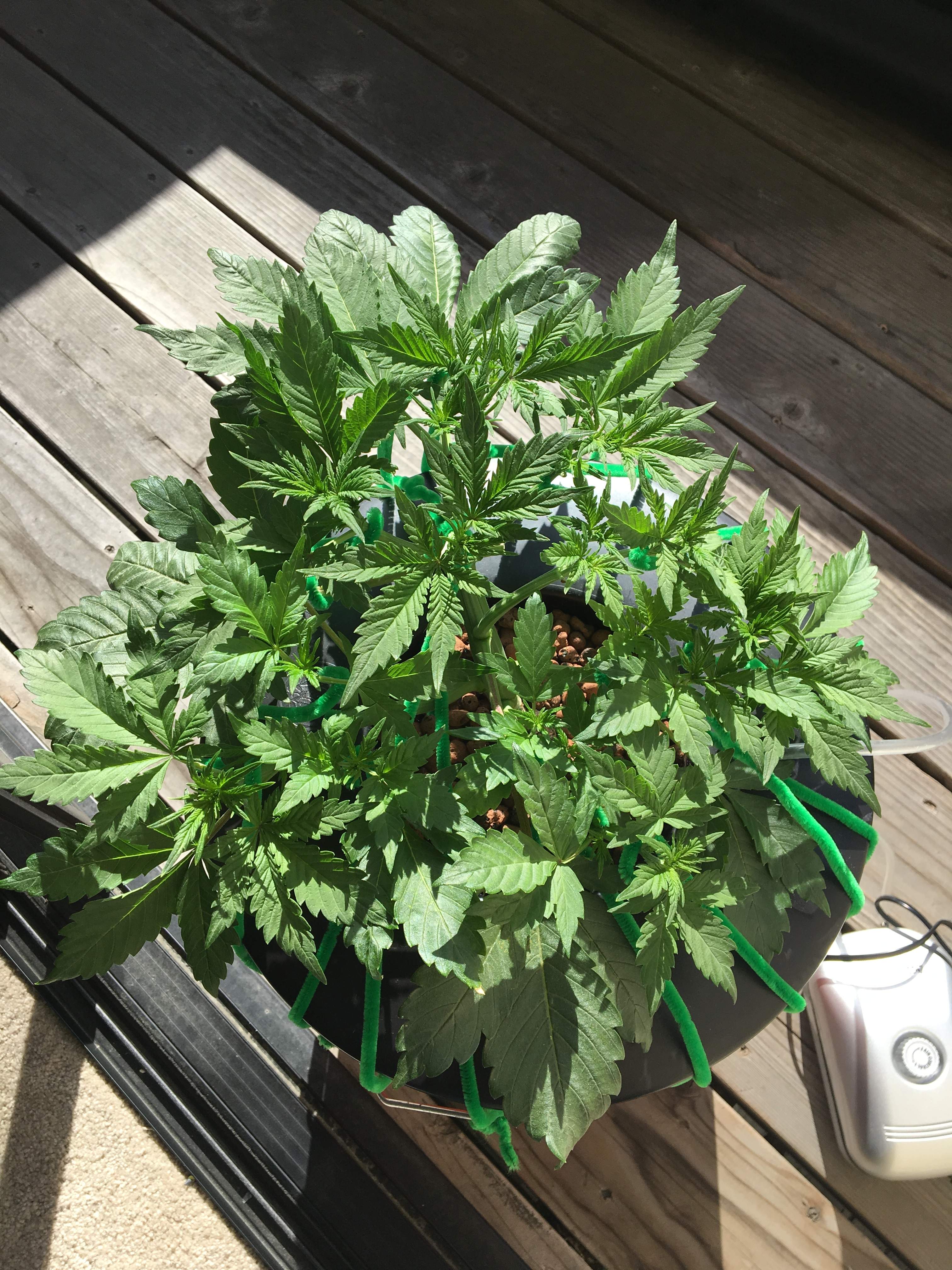 Growers Choice Seeds Tangerine Dream Auto grow diary (journal) week5 by