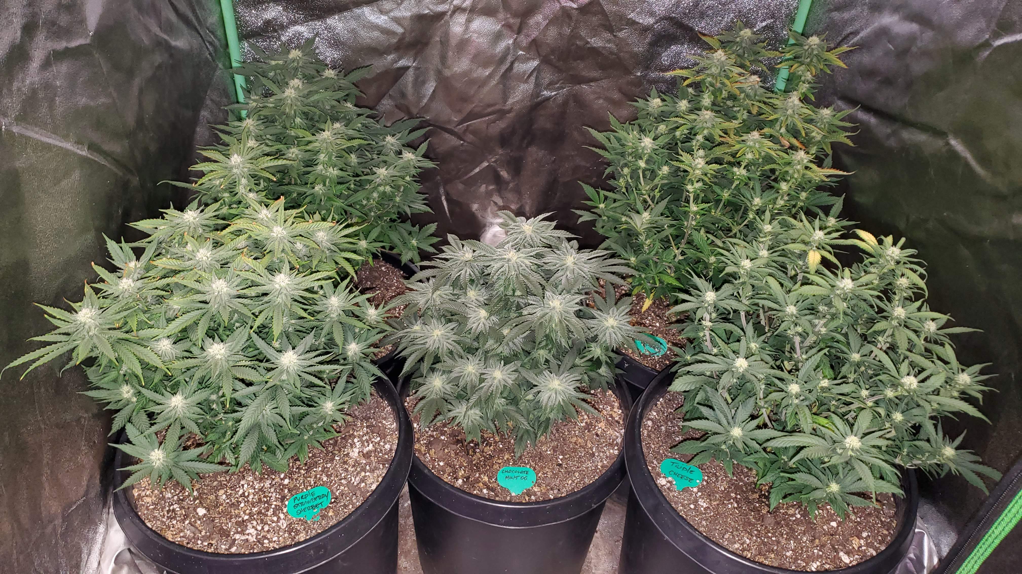 G13 Labs Pineapple Express grow diary (journal) week14 by Cover2