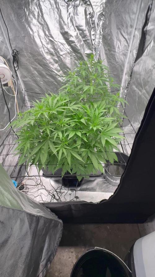 Auto Straw/Banana and Green Poison XL