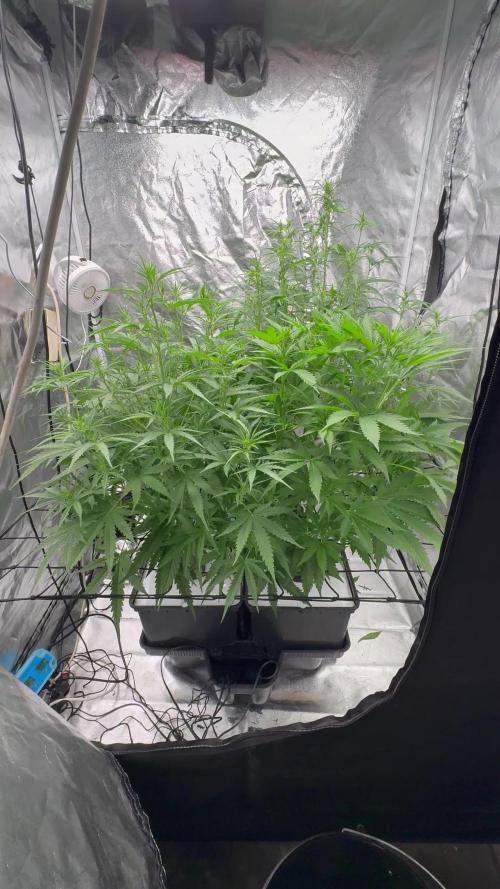 Aeroponic Auto Straw/Banana and GP XL