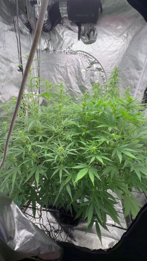 Aeroponic Auto Straw/Banana and GP XL