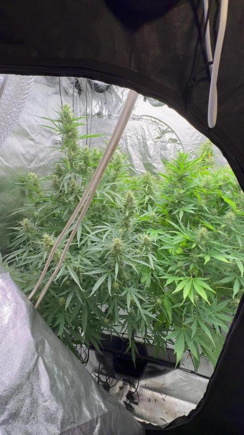 Aeroponic Auto Straw/Banana and GP XL