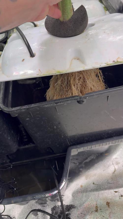 Aeroponic Auto Straw/Banana and GP XL