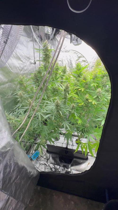 Aeroponic Auto Straw/Banana and GP XL