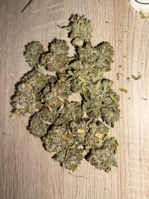 Aeroponic Auto Straw/Banana and GP XL. Week 11