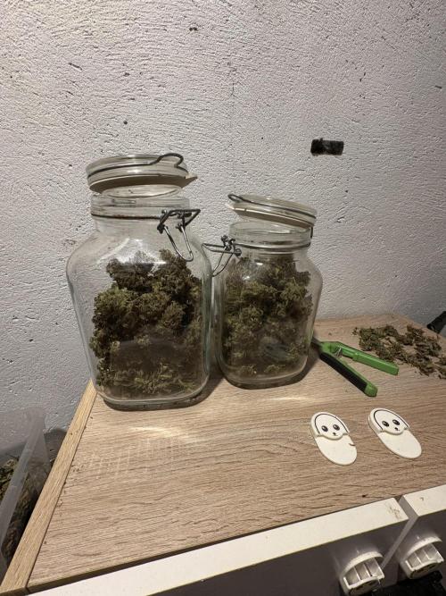 Aeroponic Auto Straw/Banana and GP XL. Week 11