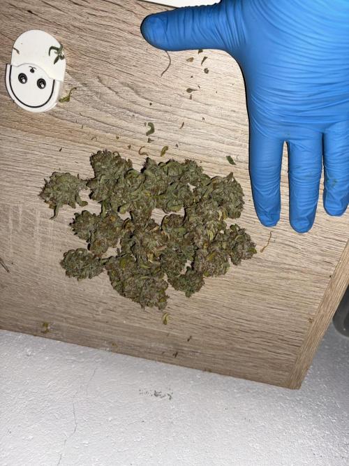 Aeroponic Auto Straw/Banana and GP XL. Week 11